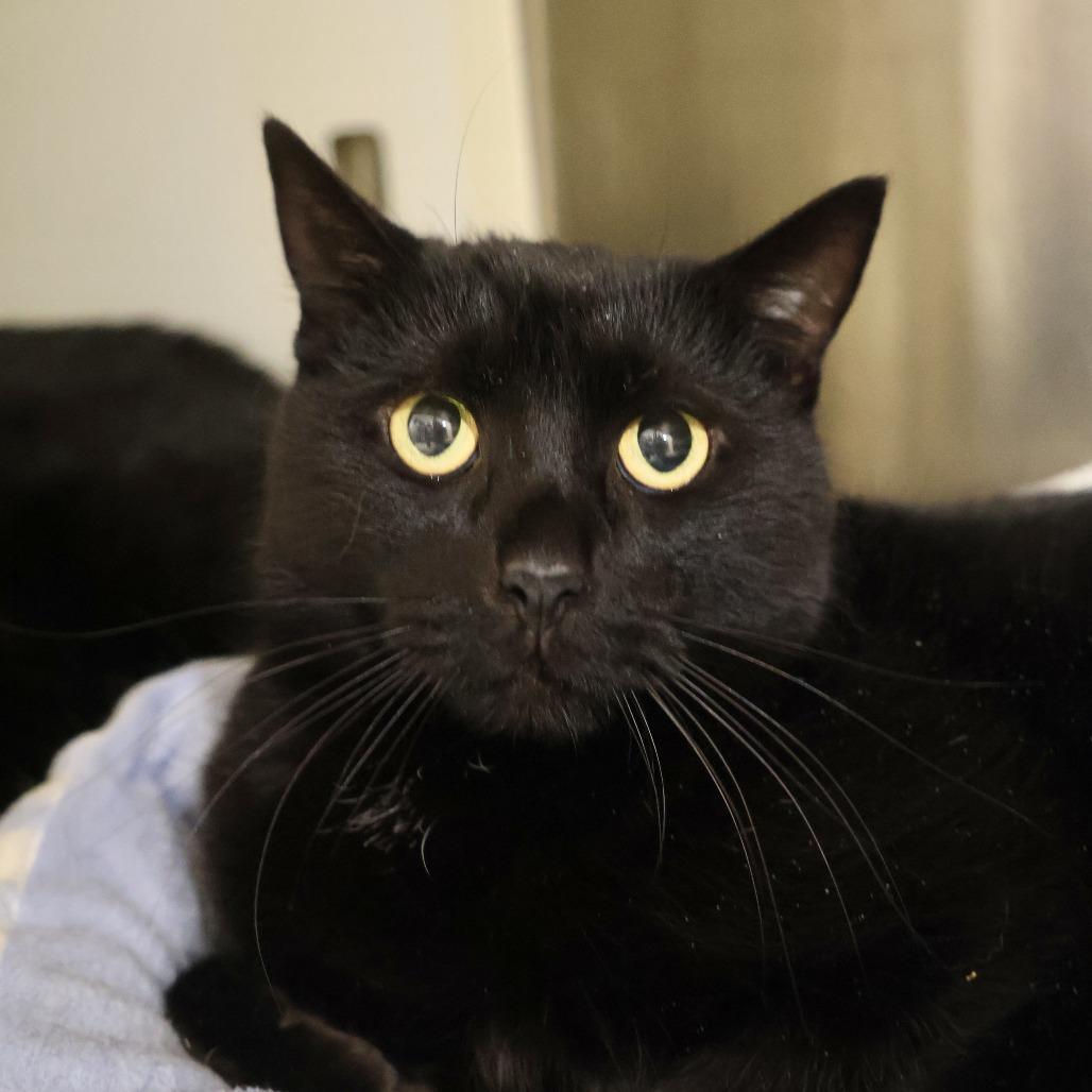 iPad *bonded to iPod and Macbook*, Adoptable, Young Male Domestic Short Hair.