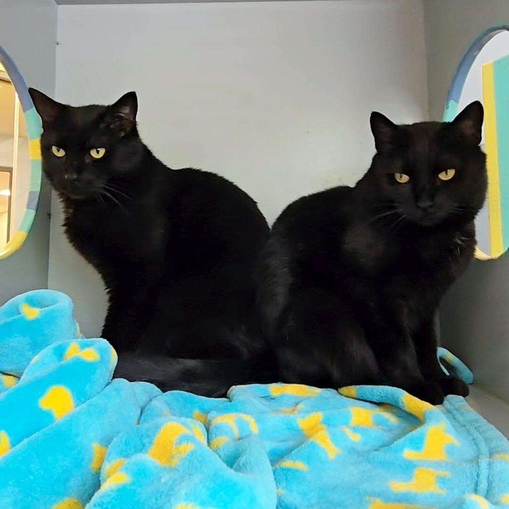 Enlarge iPad *bonded to iPod and Macbook*, a Adoptable Domestic Short Hair in Briarcliff Manor, NY image 2/5