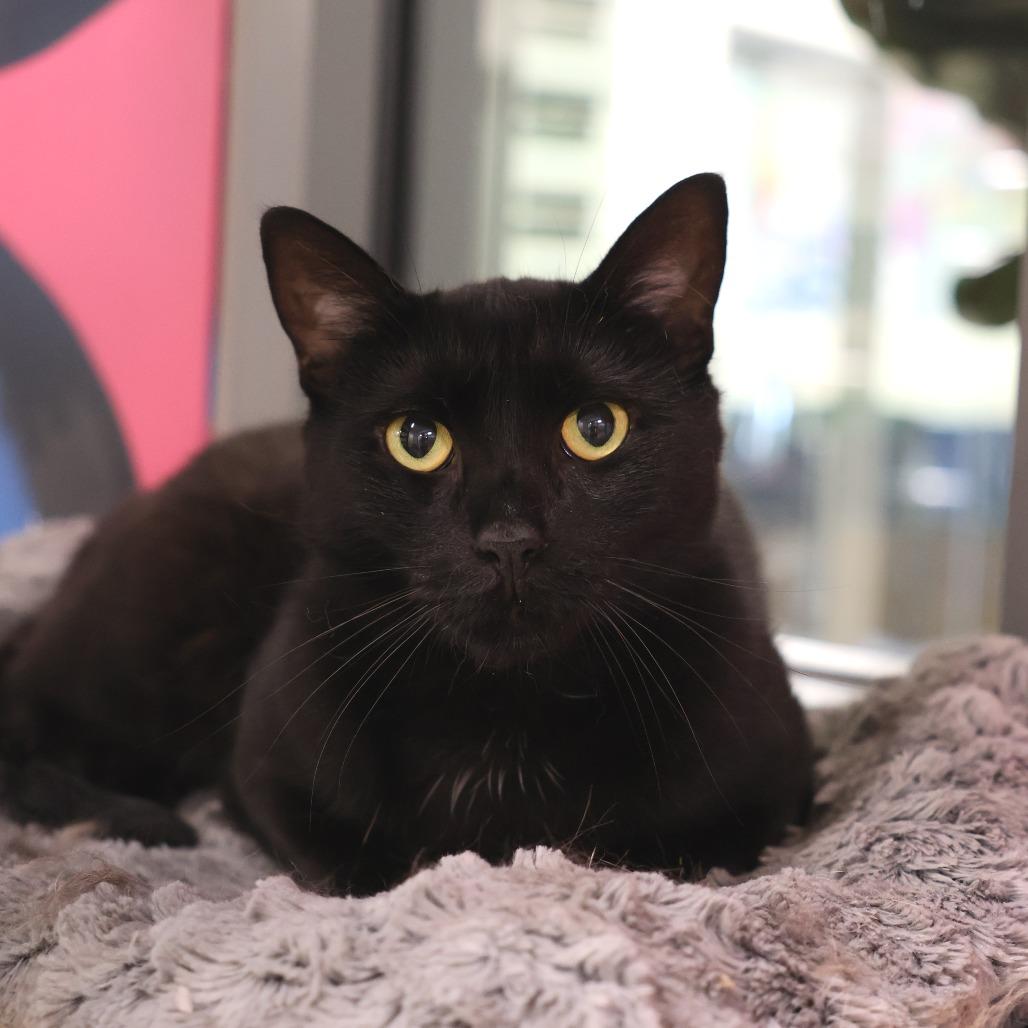 Enlarge iPad *bonded to iPod and Macbook*, a Adoptable Domestic Short Hair in Briarcliff Manor, NY image 4/5
