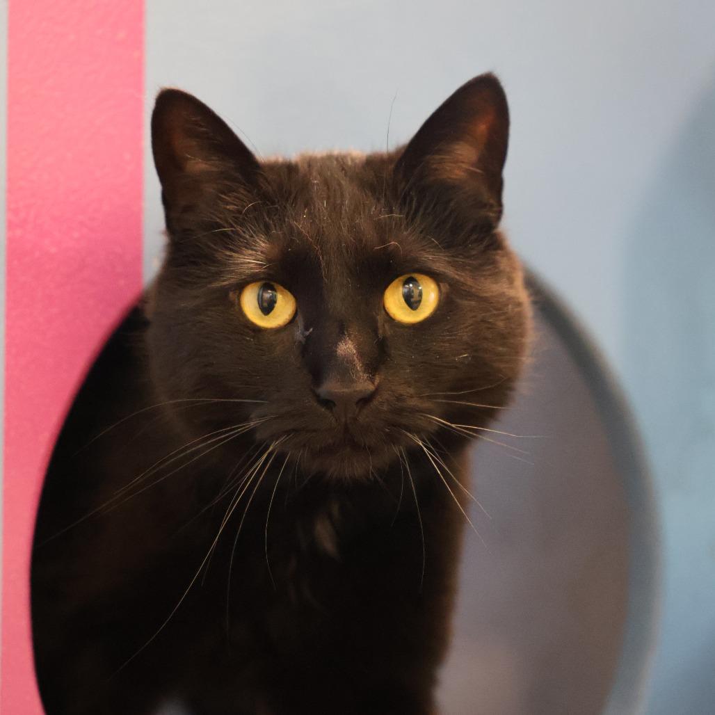 Enlarge iPad *bonded to iPod and Macbook*, a Adoptable Domestic Short Hair in Briarcliff Manor, NY image 5/5