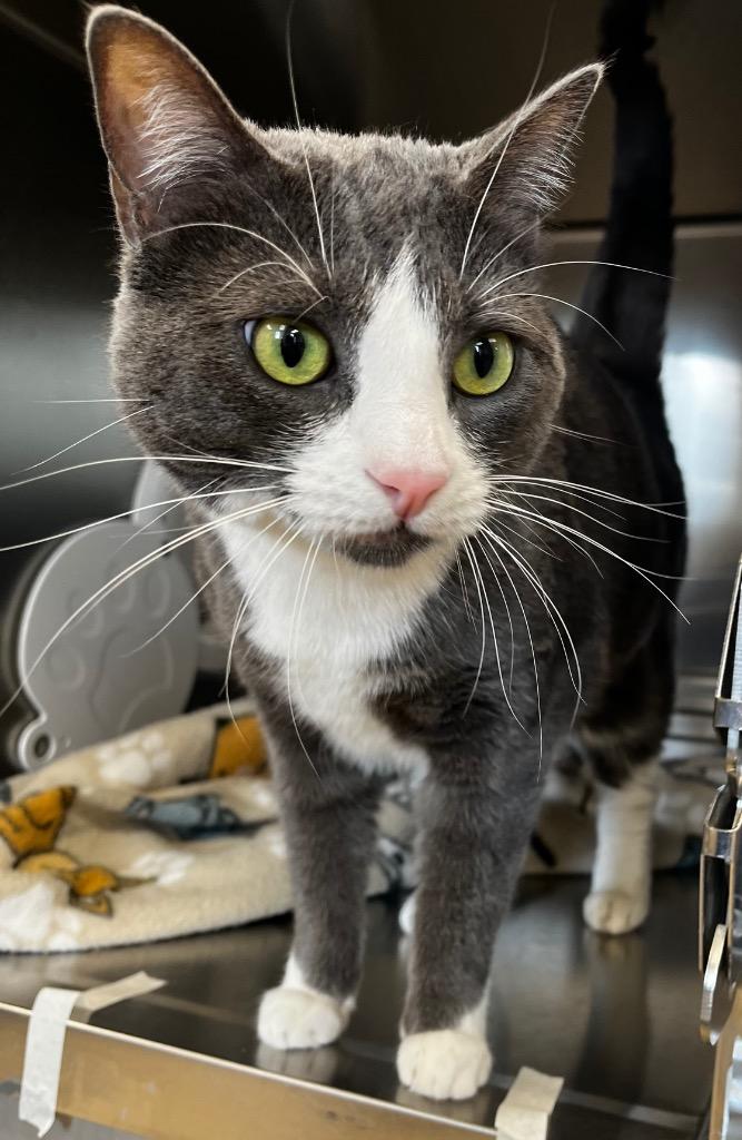 Wednesday, Adoptable, Adult Female Domestic Short Hair.