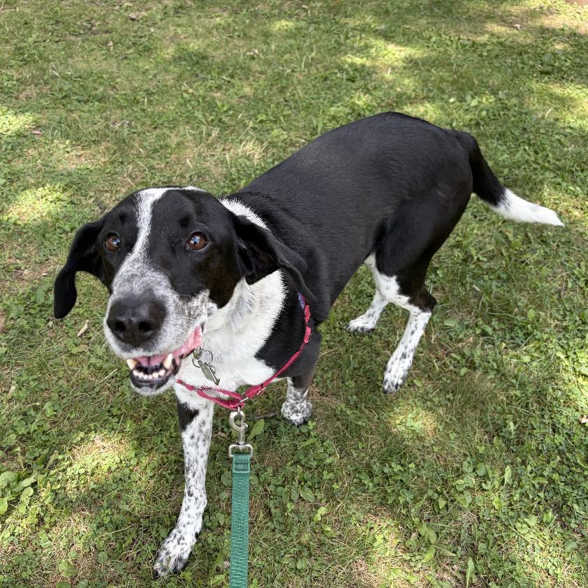 Hank, Adoptable, Senior Male Mixed Breed.