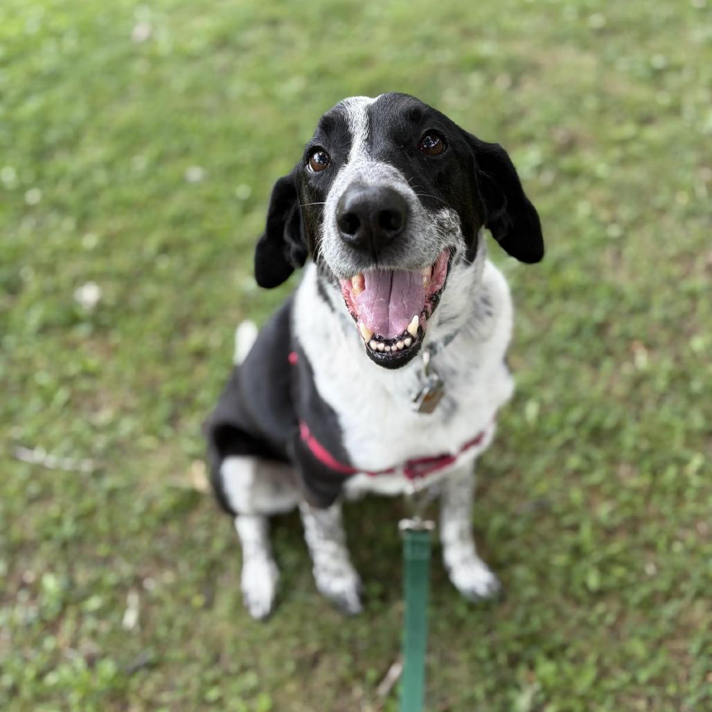 Enlarge Hank, a Adoptable Mixed Breed in Hinsdale, IL image 2/2