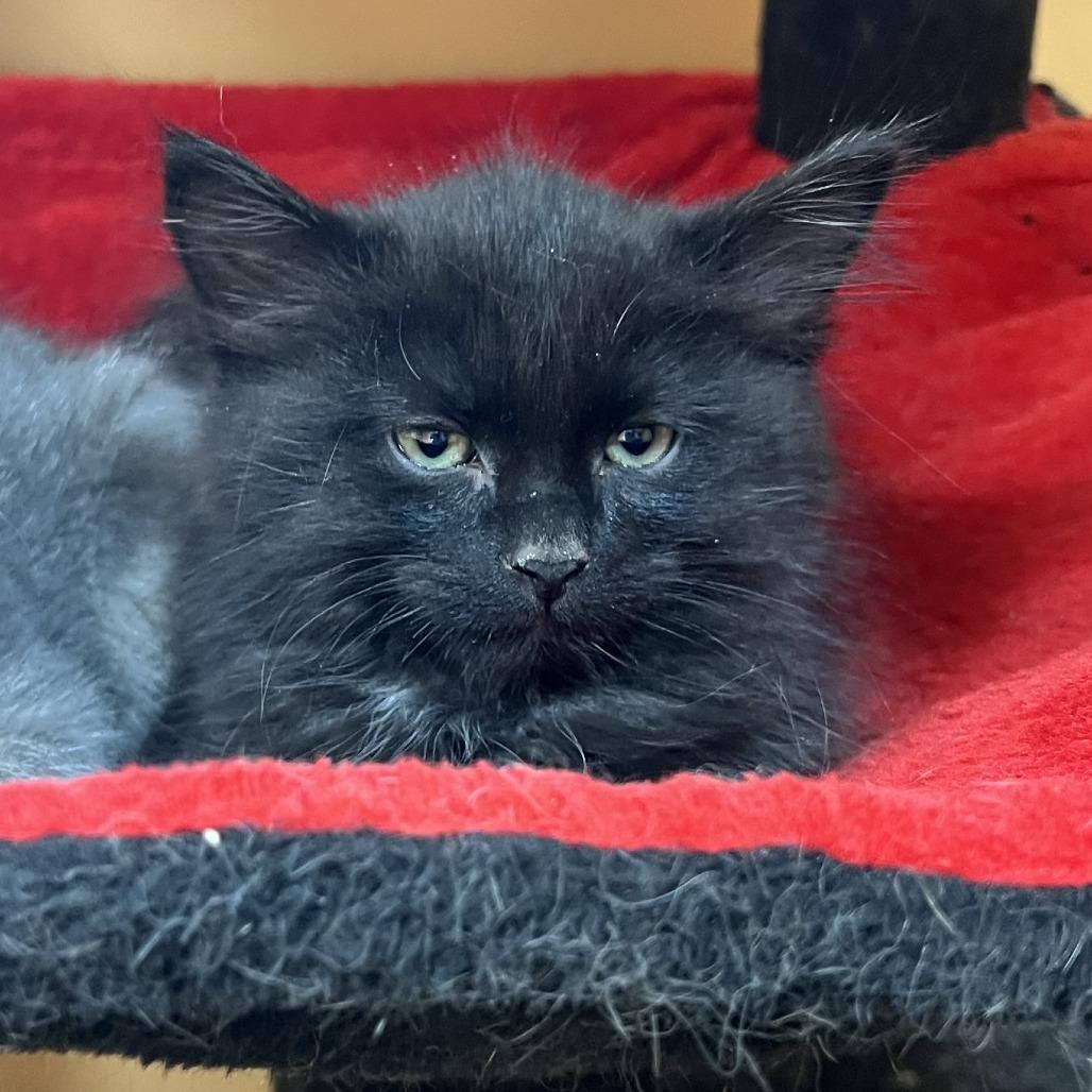 Doc, Adoptable, Kitten Male Domestic Short Hair.