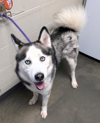 On The Rocks, a Adoptable mixed breed in DeKalb, IL image 3/3