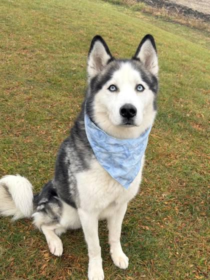 On The Rocks, Adoptable, Adult Male Siberian Husky.