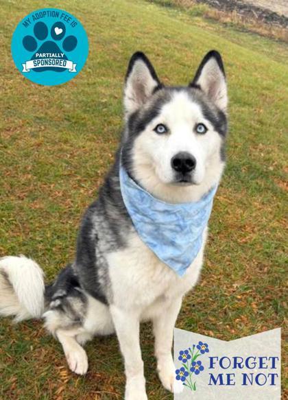 On The Rocks, Adoptable, Adult Male Siberian Husky.
