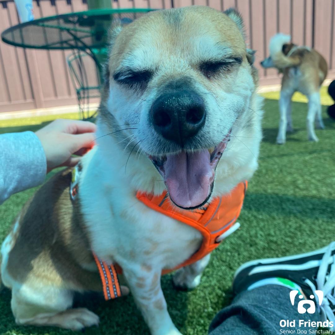 Cowboy, Adoptable, Senior Male Terrier.