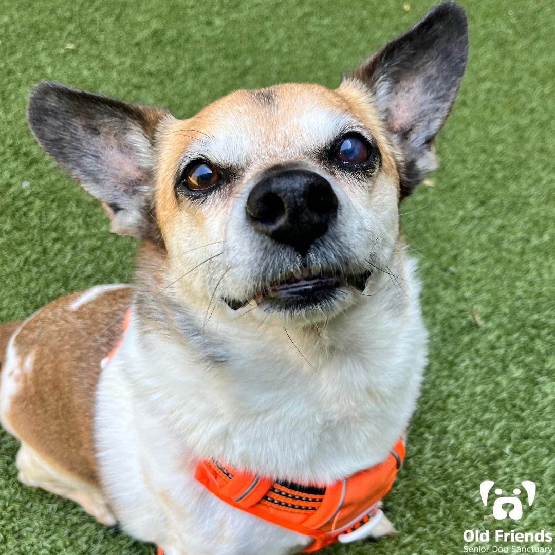 Cowboy, a Adoptable mixed breed in Mount Juliet, TN image 2/3