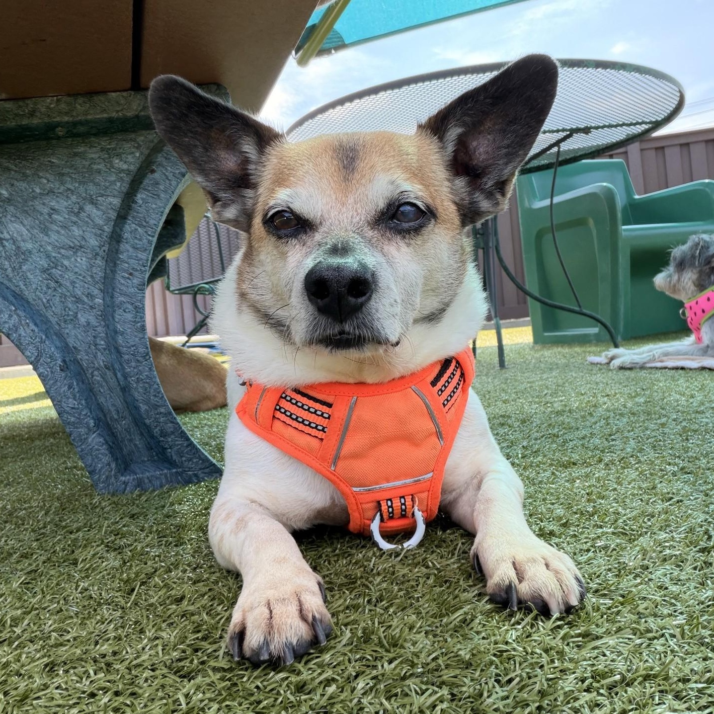 Cowboy, a Adoptable mixed breed in Mount Juliet, TN image 1/3