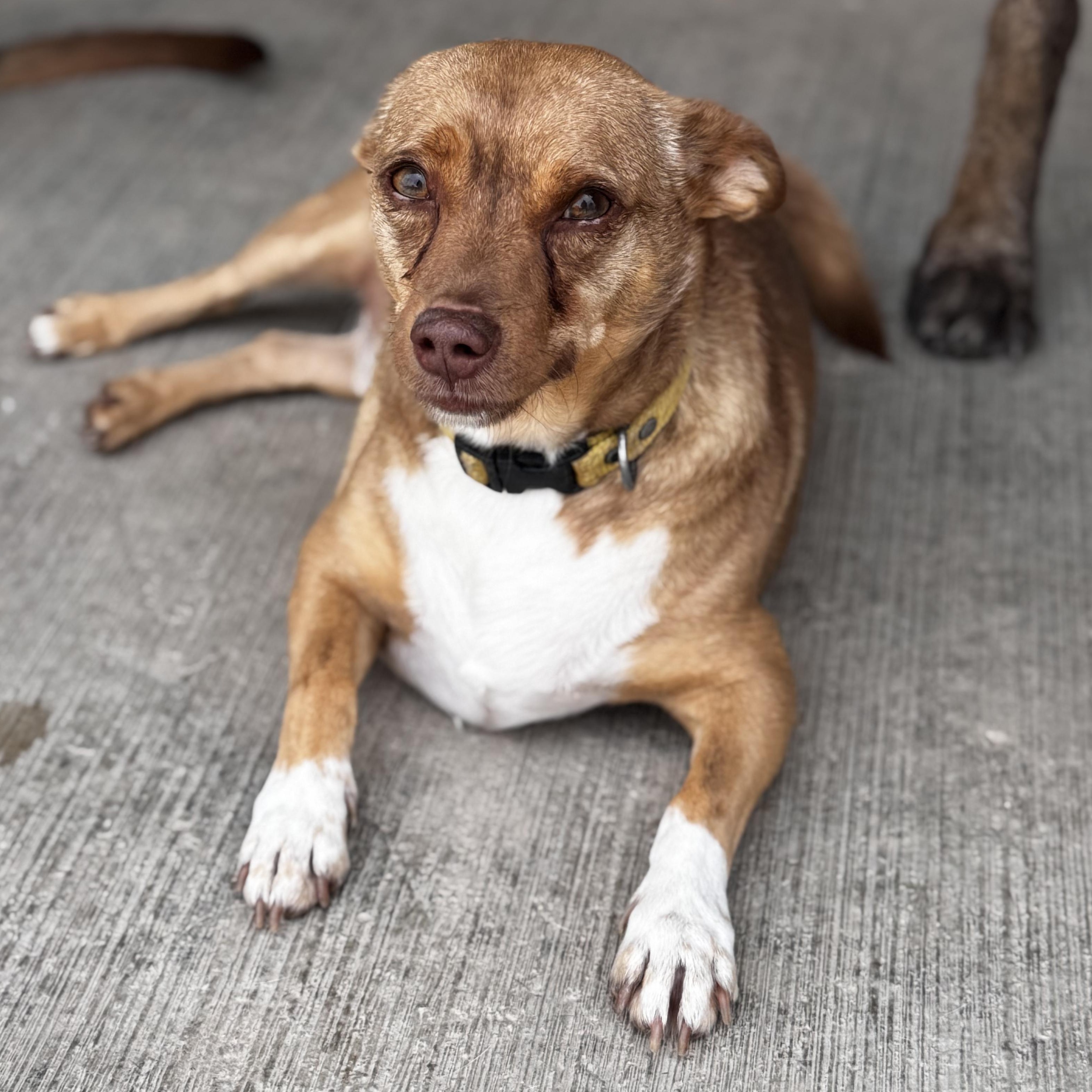 Enlarge Cheto, a Adoptable Chihuahua in Bastrop, TX image 6/6