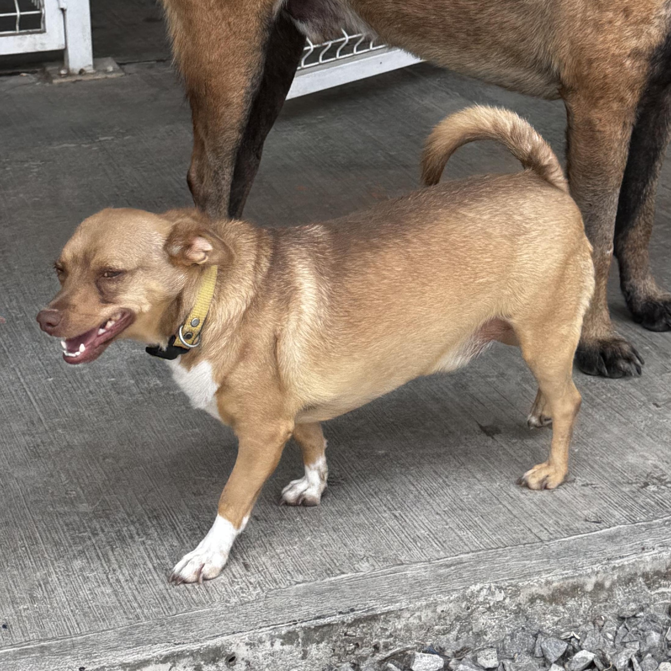 Enlarge Cheto, a Adoptable Chihuahua in Bastrop, TX image 2/6