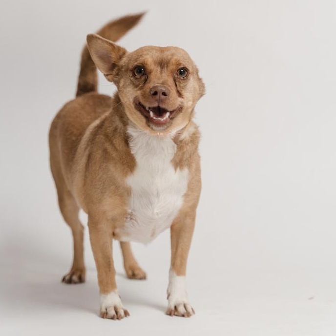 Enlarge Cheto, a Adoptable Chihuahua in Bastrop, TX image 3/6