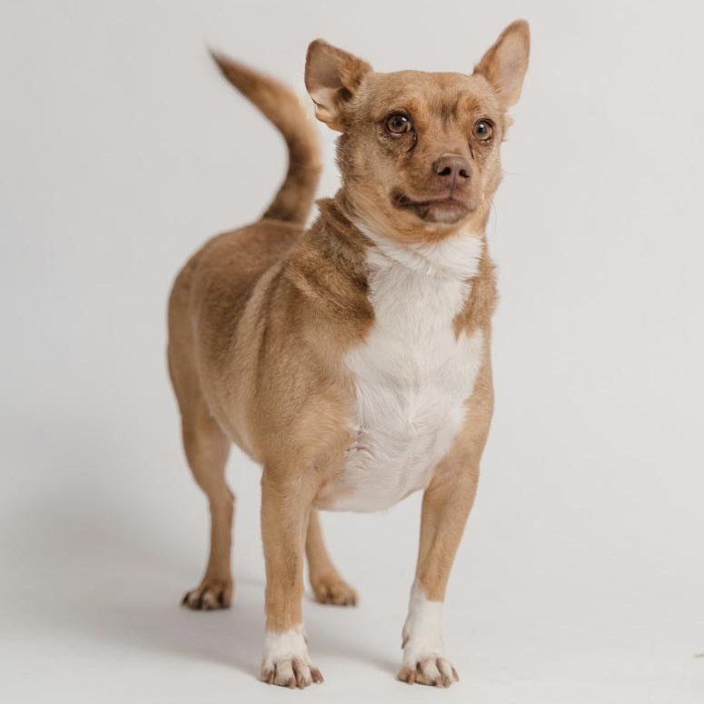 Enlarge Cheto, a Adoptable Chihuahua in Bastrop, TX image 5/6
