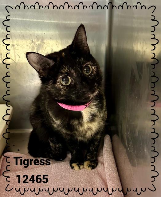 TIGRESS