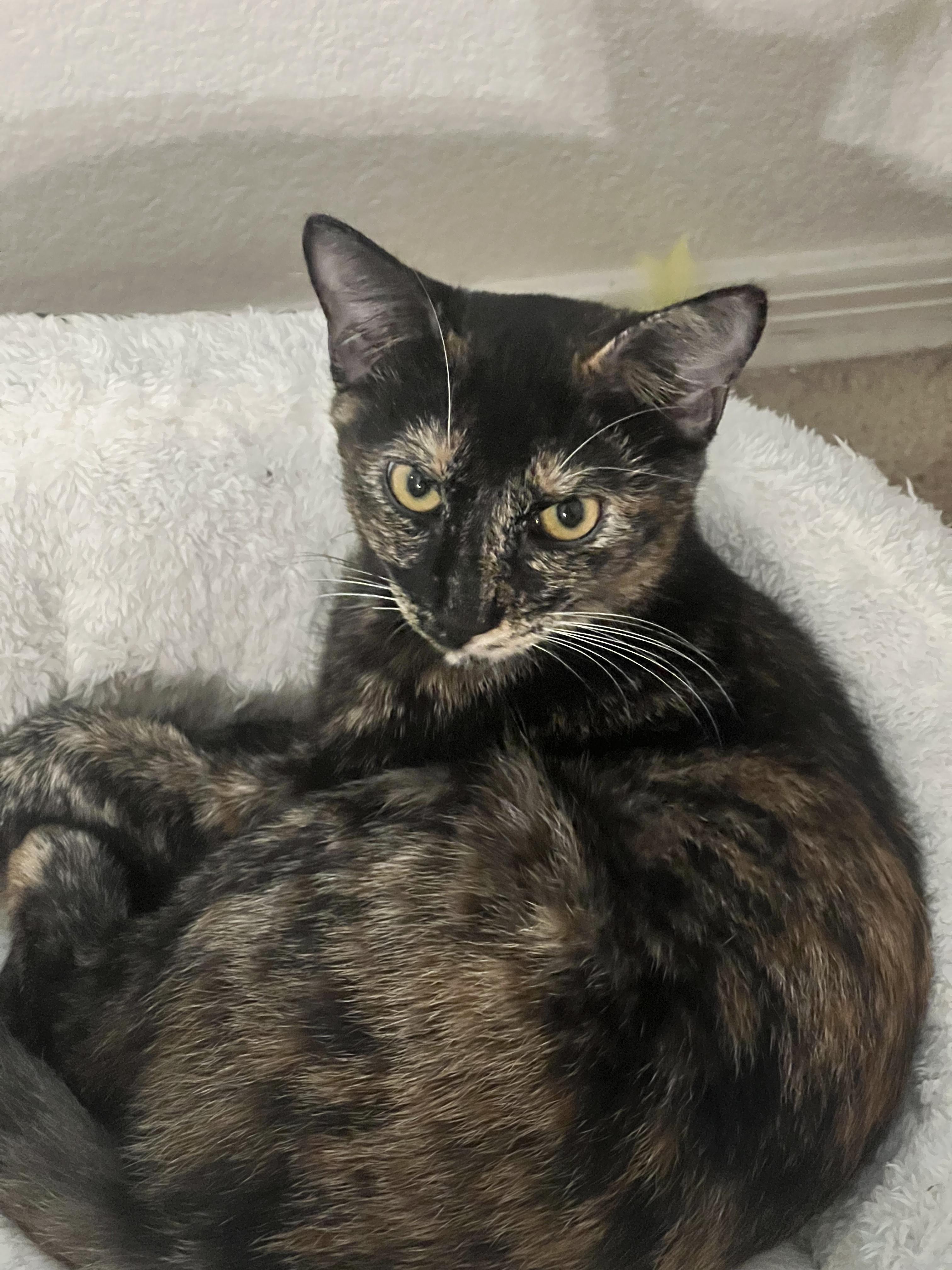 Enlarge Snickers, a ADOPTABLE Domestic Short Hair in Phoenix, AZ image 3/3