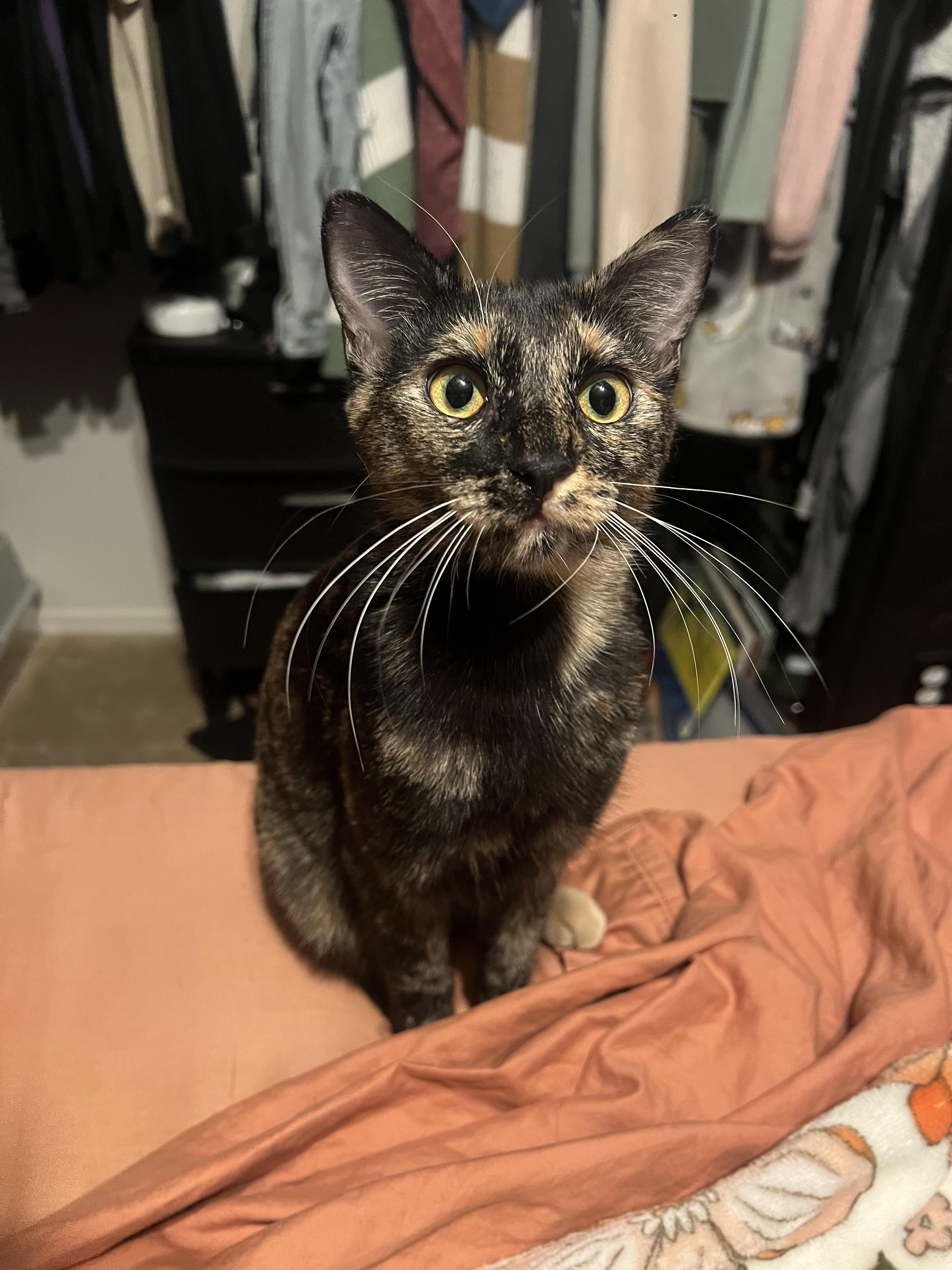 Snickers, ADOPTABLE, Kitten Female Domestic Short Hair.