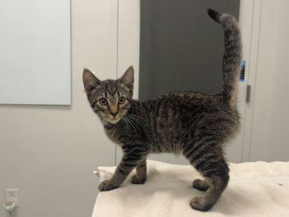 Enlarge Boo Bear, a Adopted mixed breed in Kansas City, MO image 1/1