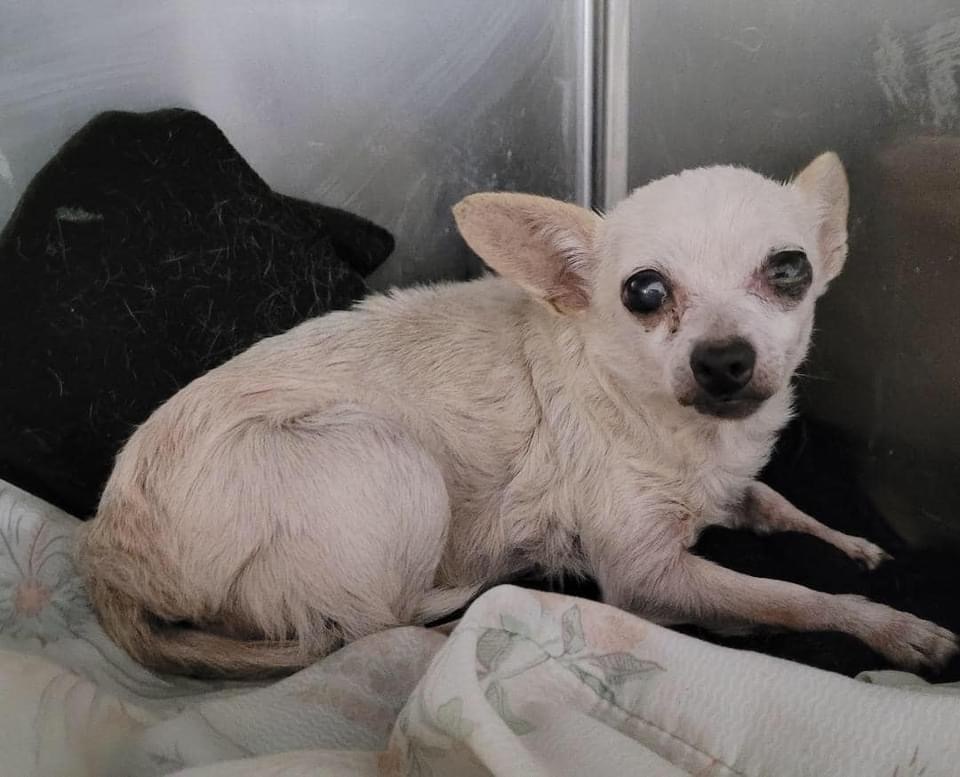 Enlarge Georgiana, a Adopted Chihuahua in Studio City, CA image 1/1