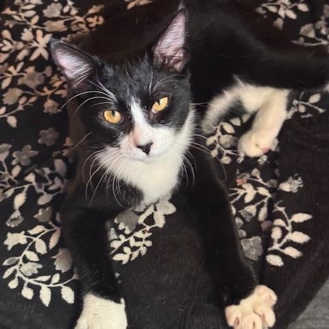 Sylvester (6 months), Adoptable, Young Male Domestic Short Hair.