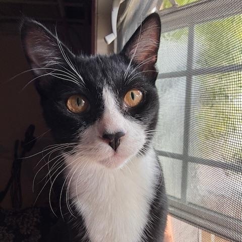 Sylvester (6 months), a Adoptable Domestic Short Hair in Los Angeles, CA image 2/3