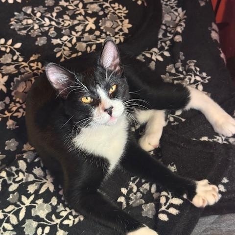 Sylvester (6 months), a Adoptable Domestic Short Hair in Los Angeles, CA image 3/3