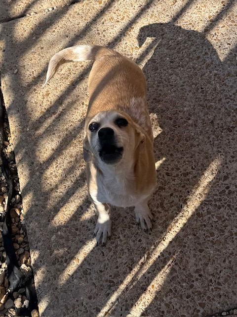 Bubbie Adams, Adoptable, Puppy Male Chihuahua & Dachshund.