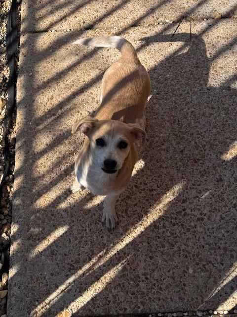 Enlarge Bubbie Adams, a Adoptable mixed breed in Wakefield, RI image 2/3