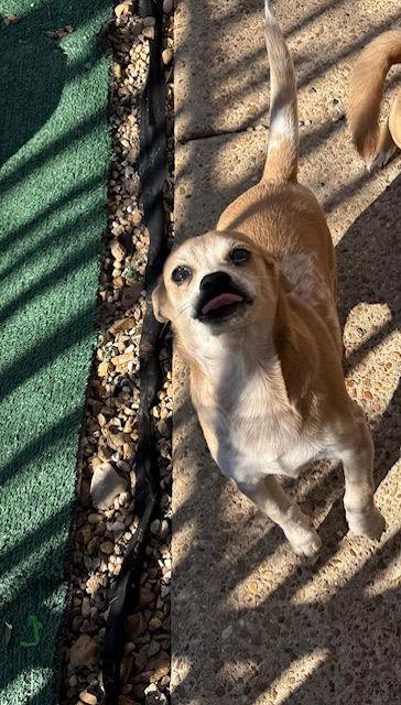 Enlarge Bubbie Adams, a Adoptable mixed breed in Wakefield, RI image 3/3