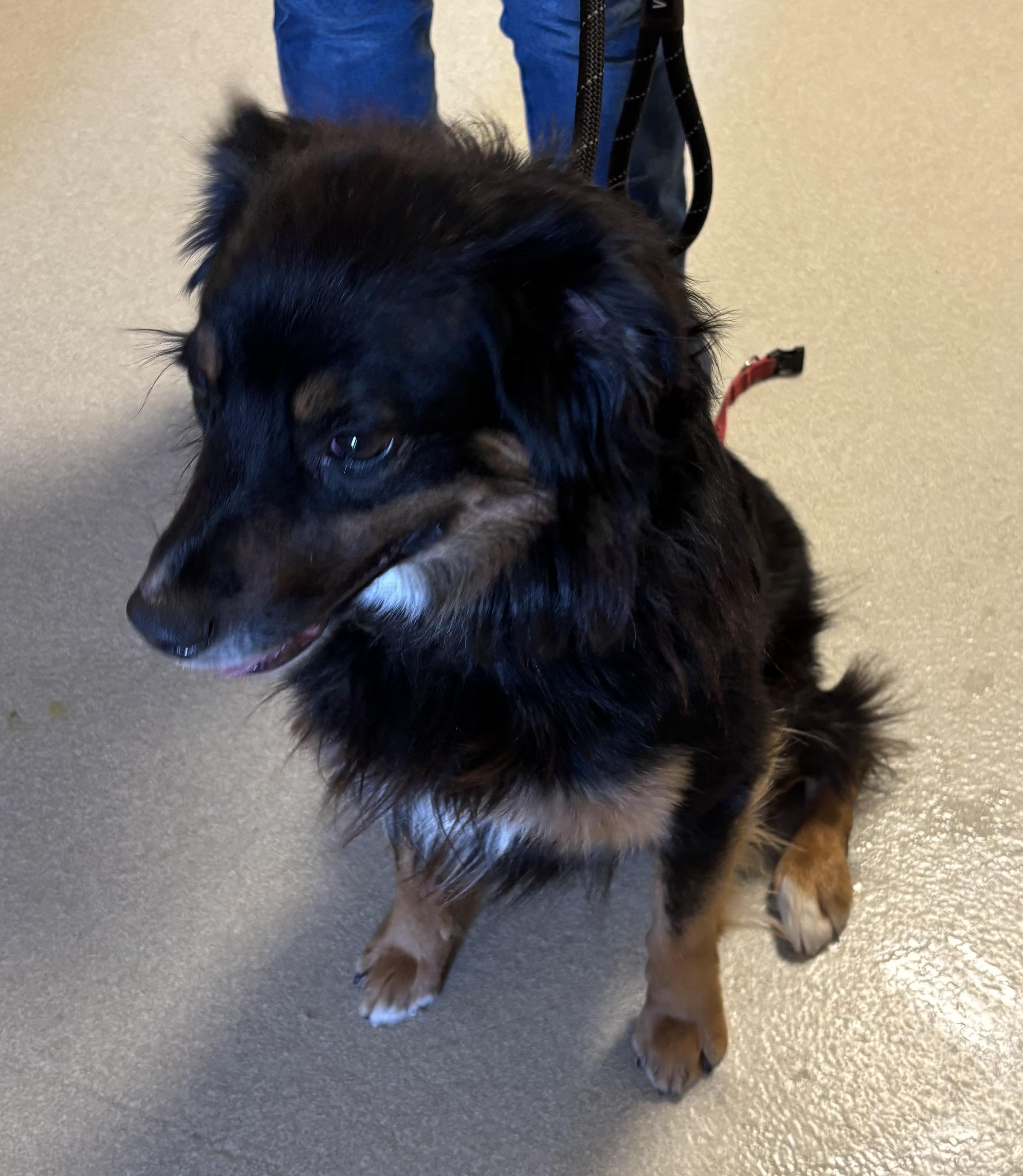 Binx, ADOPTABLE, Young Male Australian Shepherd.