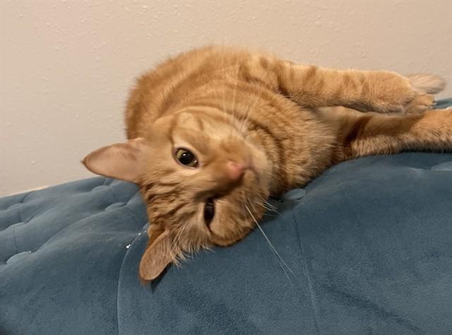 Enlarge RASCAL, a Adoptable Domestic Short Hair in Ames, IA image 1/1