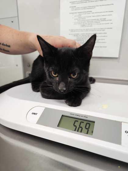 Enlarge Andy, a Adoptable mixed breed in Sevierville, TN image 1/1