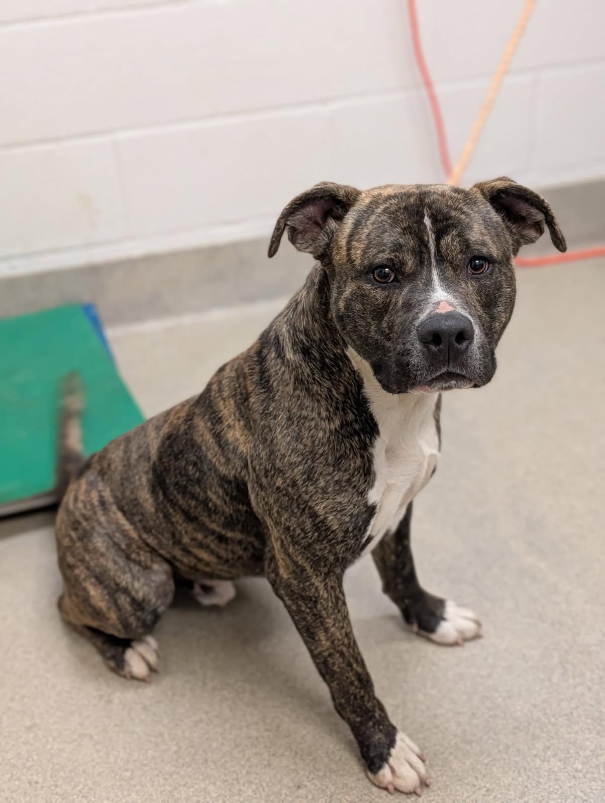 Enlarge Buckwald, a ADOPTABLE mixed breed in Mount Vernon, OH image 2/2