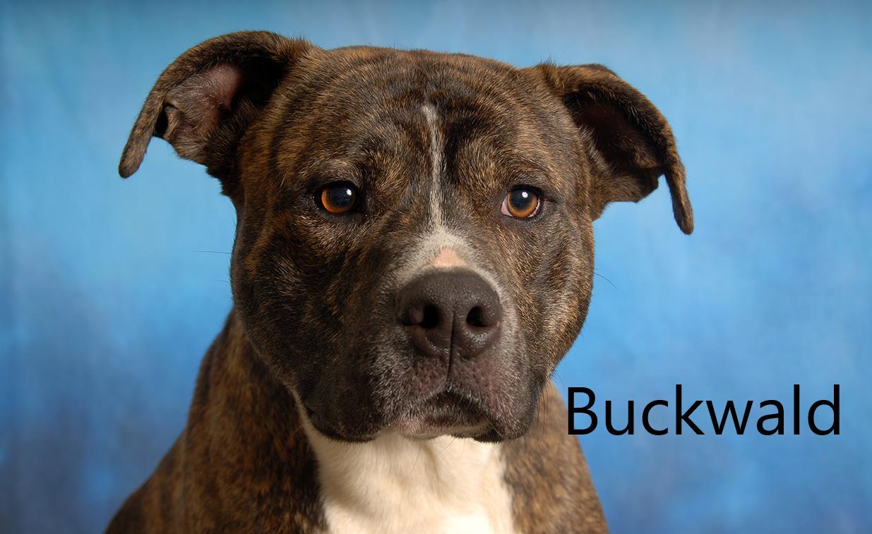 Buckwald, ADOPTABLE, Adult Male Pit Bull Terrier.