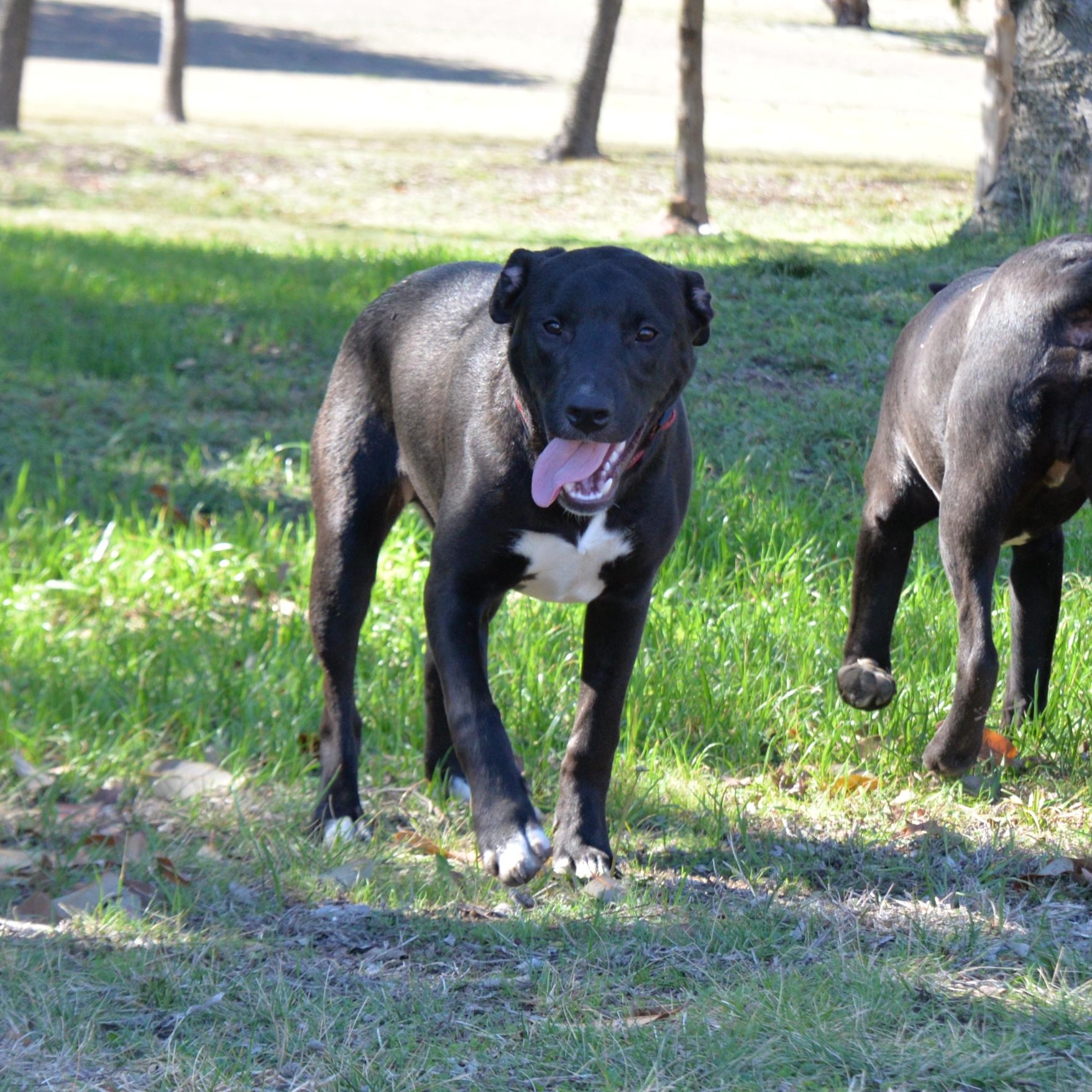 Scout 2 — thumbnail 3