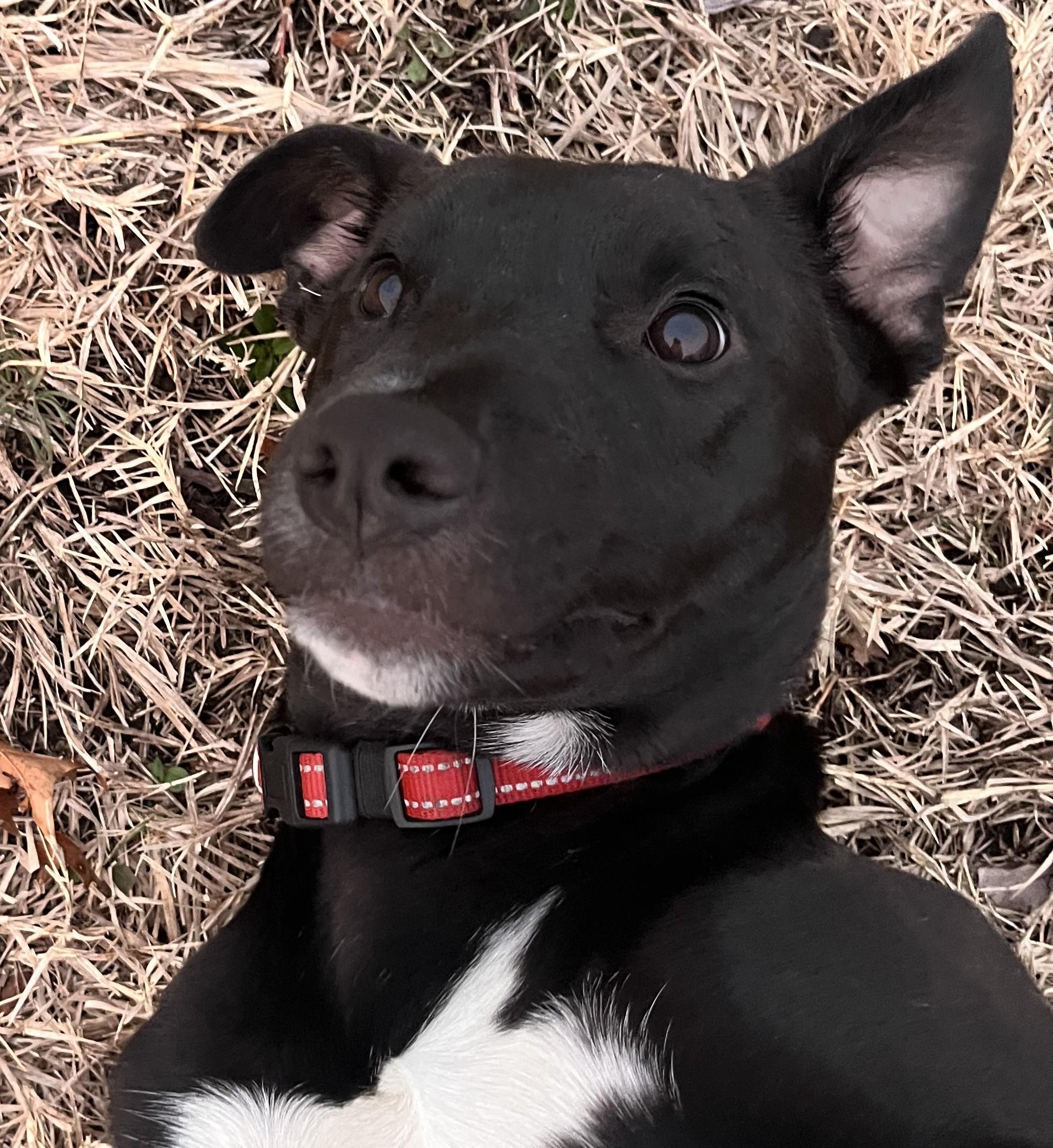 Scout 2 — thumbnail 5