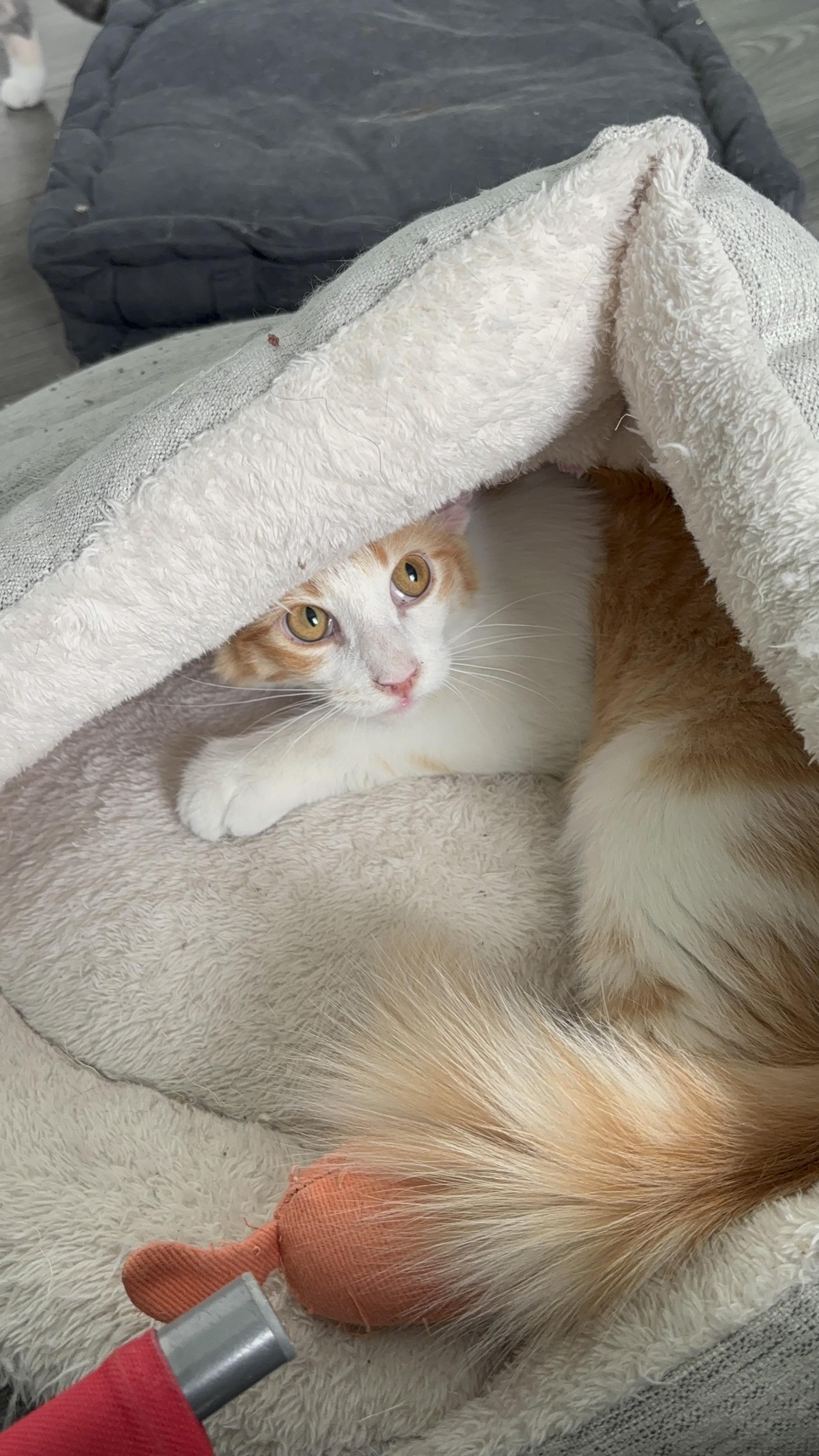 TANGELO - LAPCAT LOVER BOY, a Adoptable Domestic Medium Hair in Plano, TX image 5/6