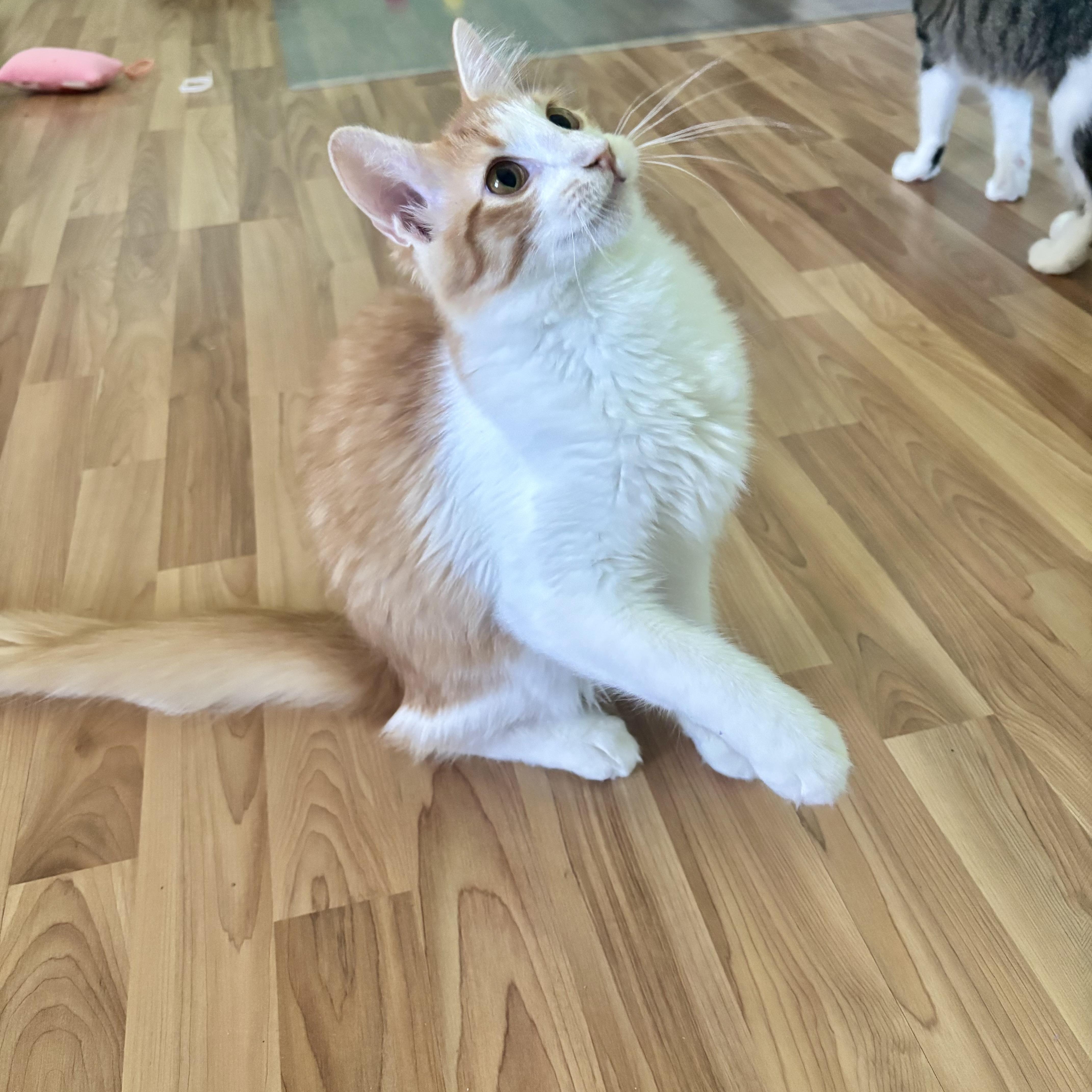 TANGELO - LAPCAT LOVER BOY, Adoptable, Young Male Domestic Medium Hair.