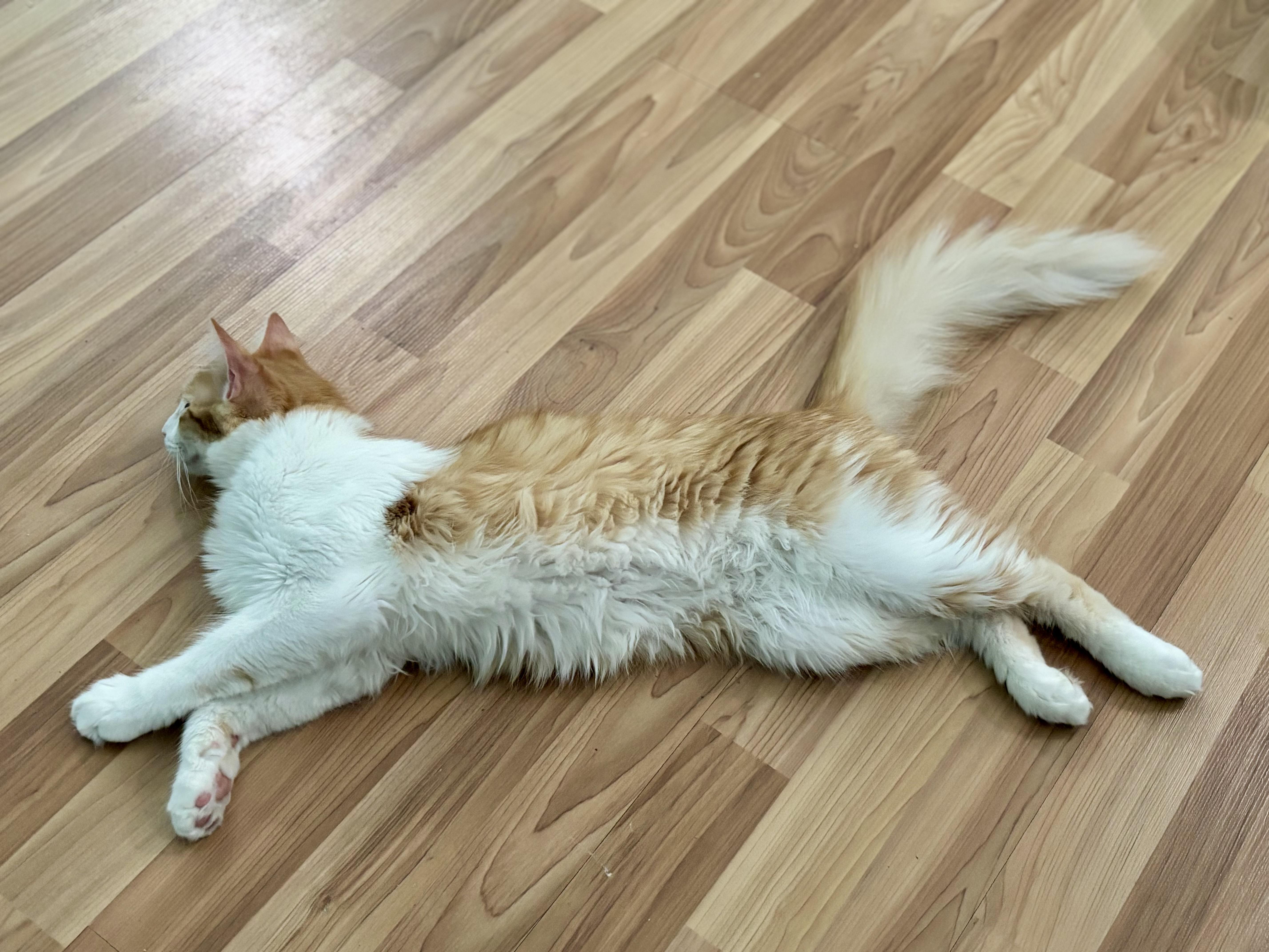 TANGELO - LAPCAT LOVER BOY, a Adoptable Domestic Medium Hair in Plano, TX image 4/6