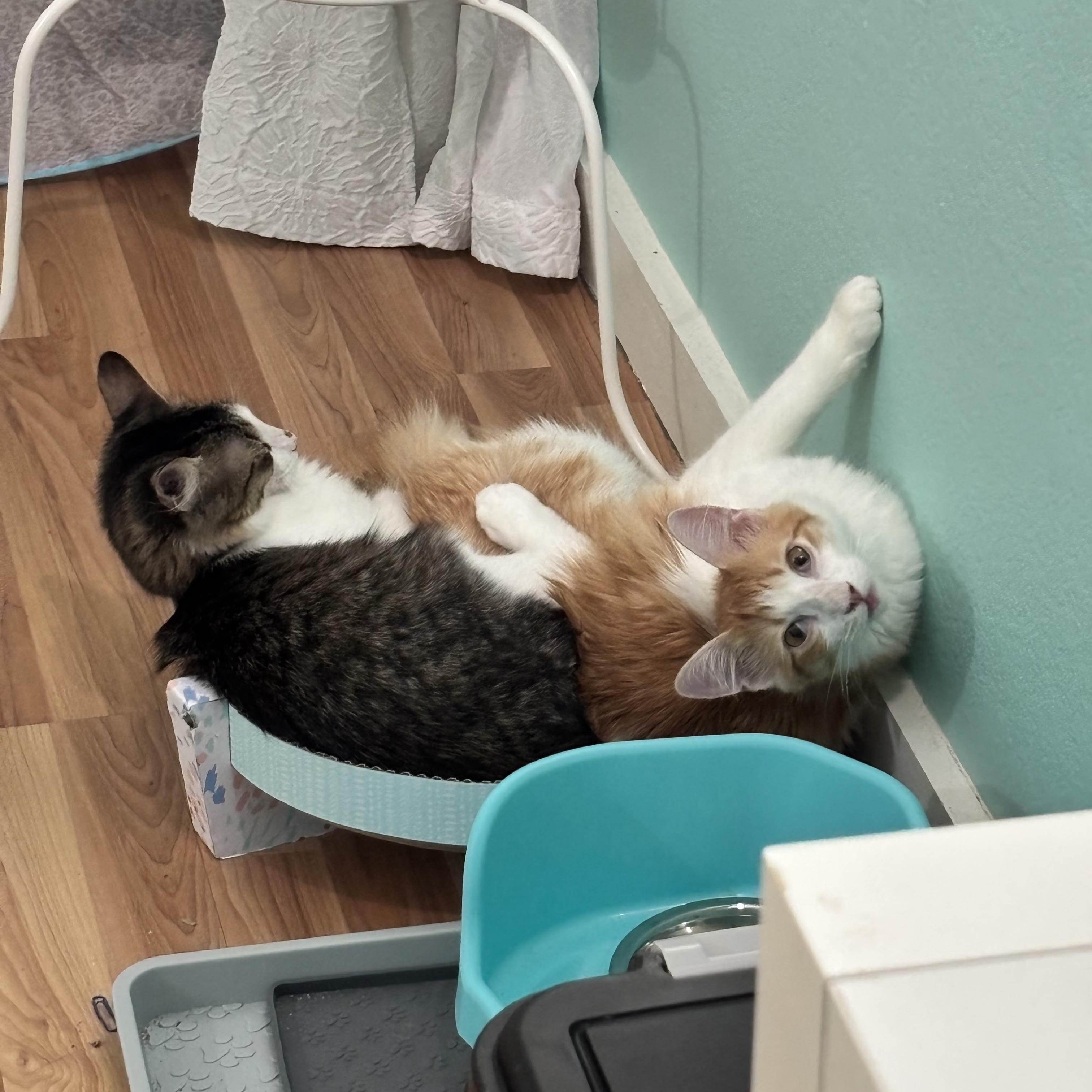 TANGELO - LAPCAT LOVER BOY, a Adoptable Domestic Medium Hair in Plano, TX image 6/6