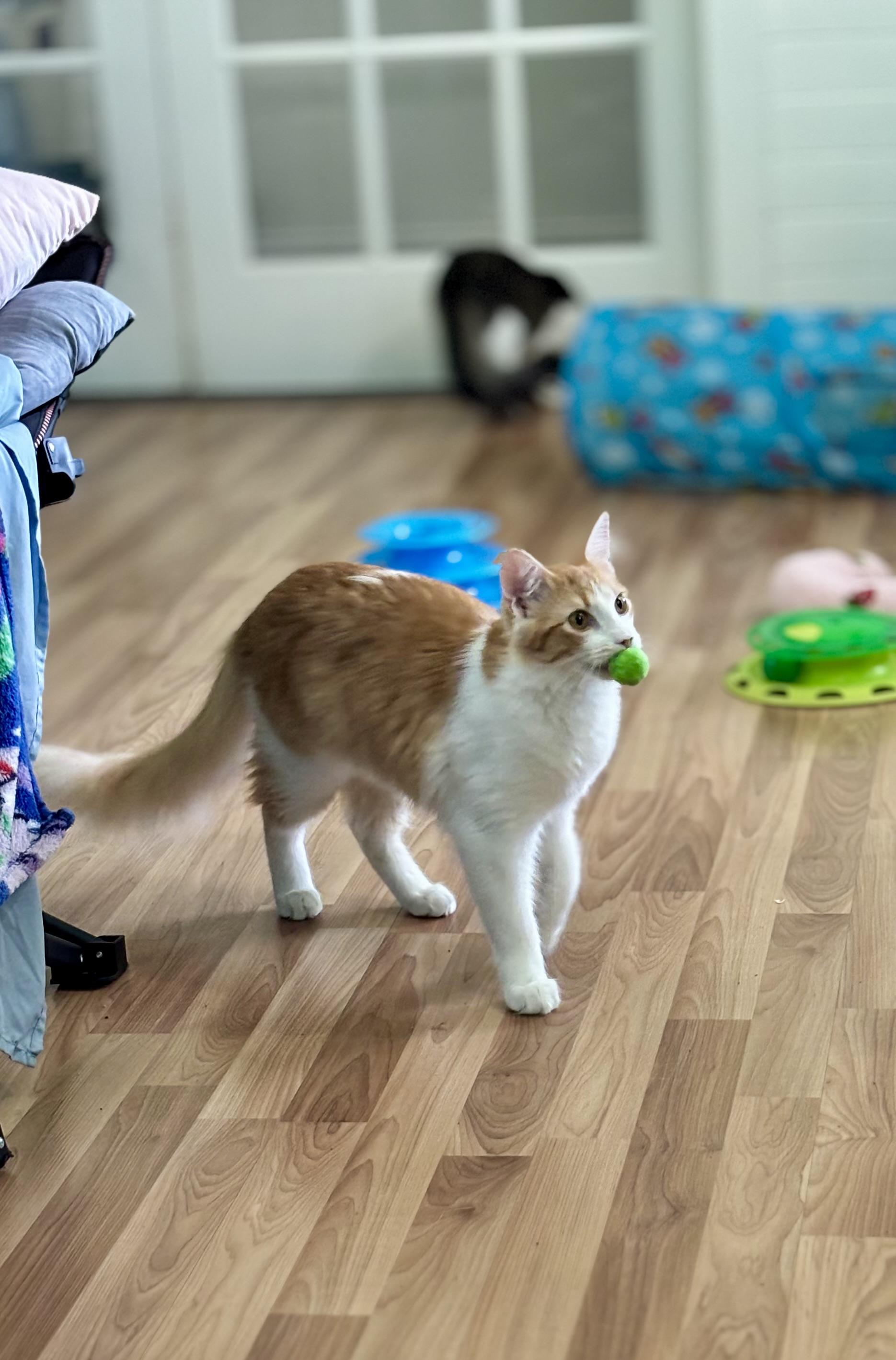 TANGELO - LAPCAT LOVER BOY, a Adoptable Domestic Medium Hair in Plano, TX image 2/6