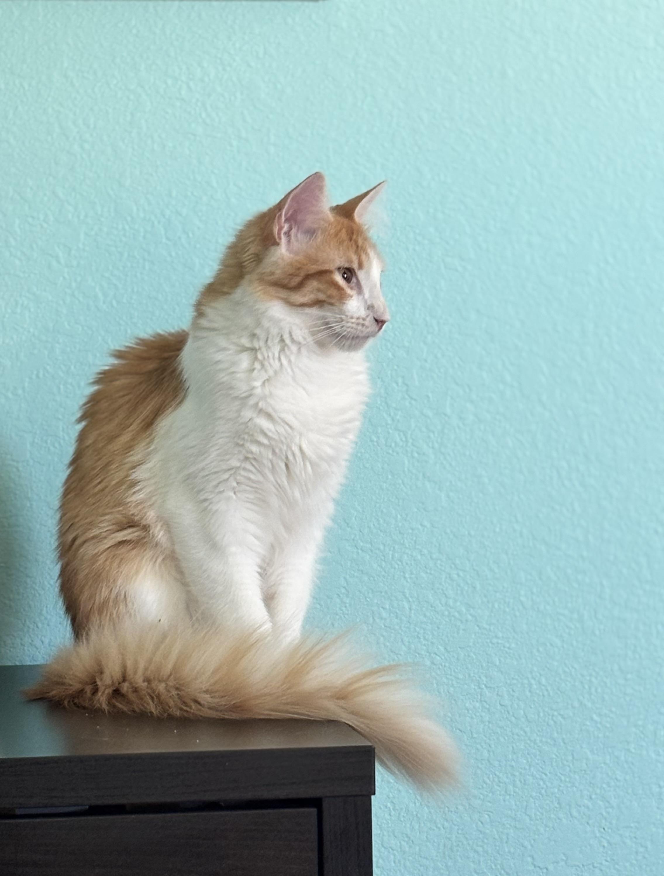 TANGELO - LAPCAT LOVER BOY, a Adoptable Domestic Medium Hair in Plano, TX image 3/6