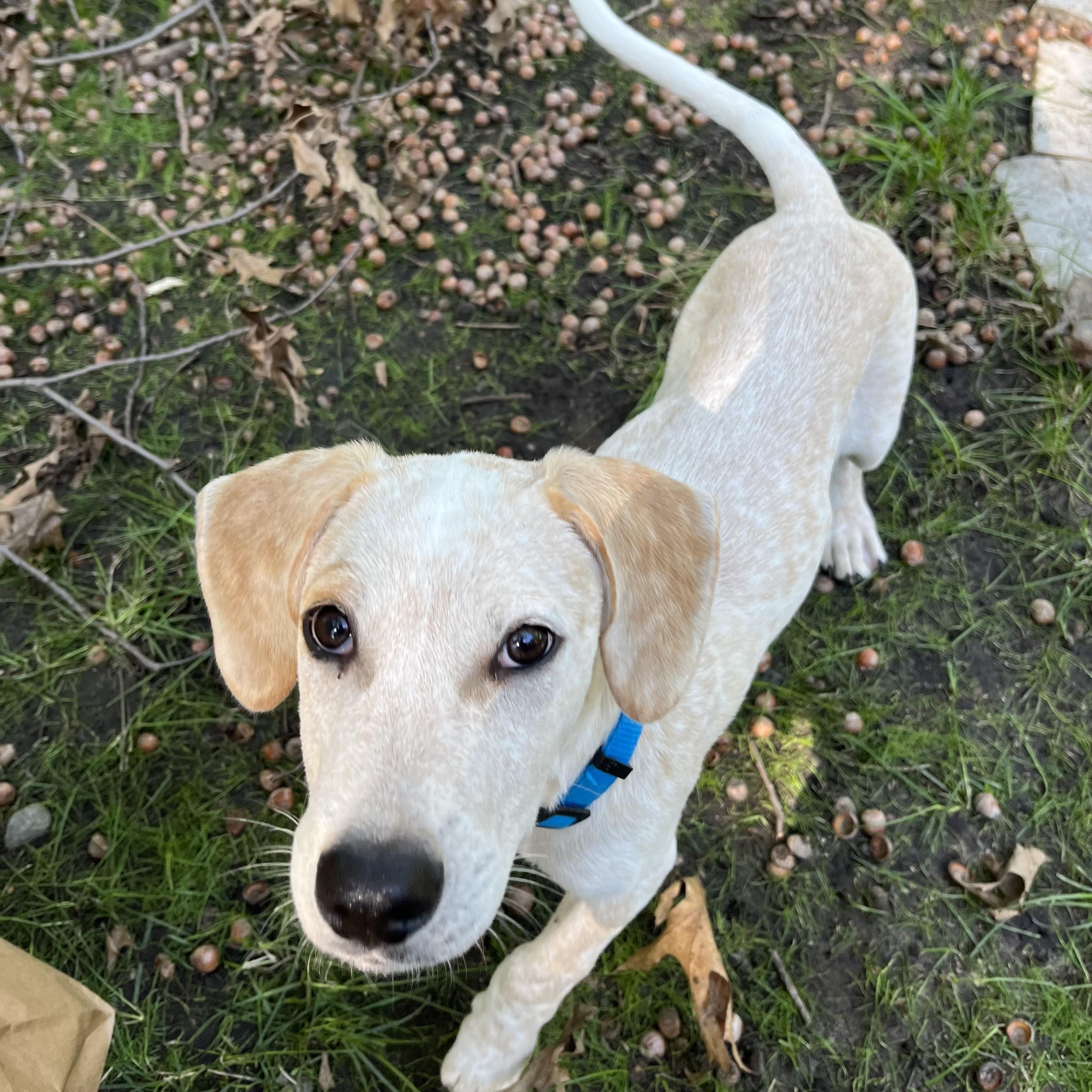 Axel