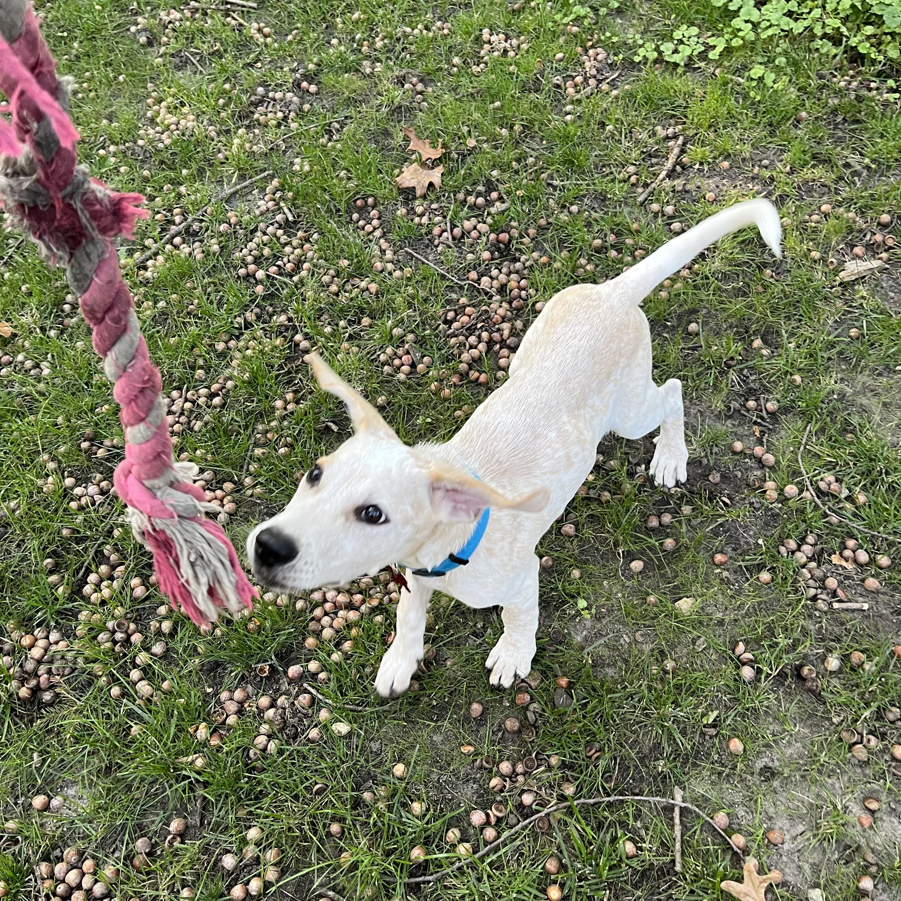 Axel