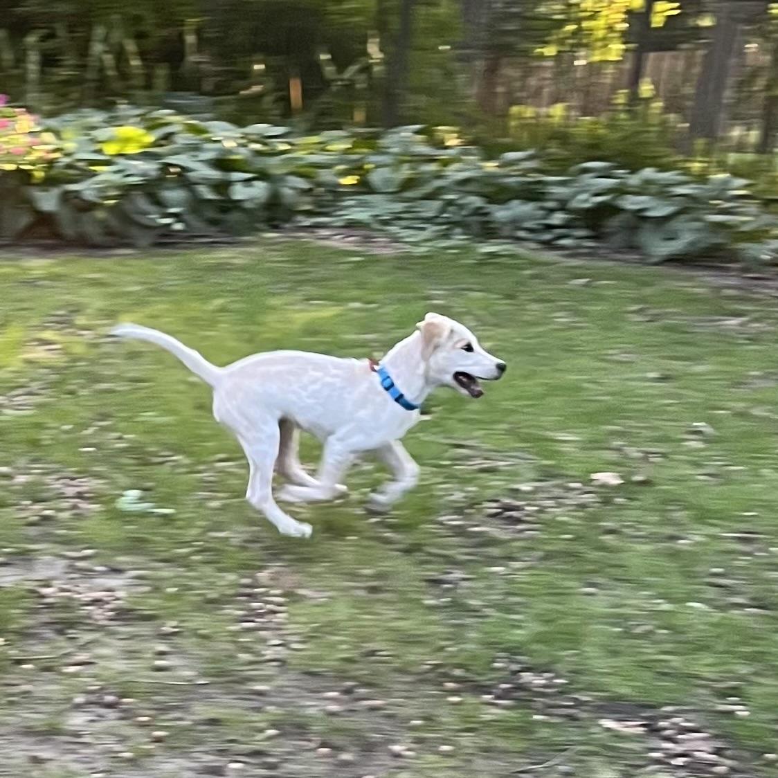 Axel