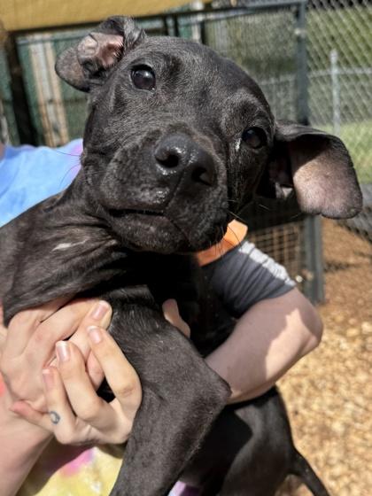 Starsky, Adoptable, Puppy Male Pit Bull Terrier & Mixed Breed.