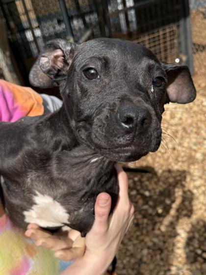 Enlarge Starsky, a Adoptable mixed breed in Cumming, GA image 2/2