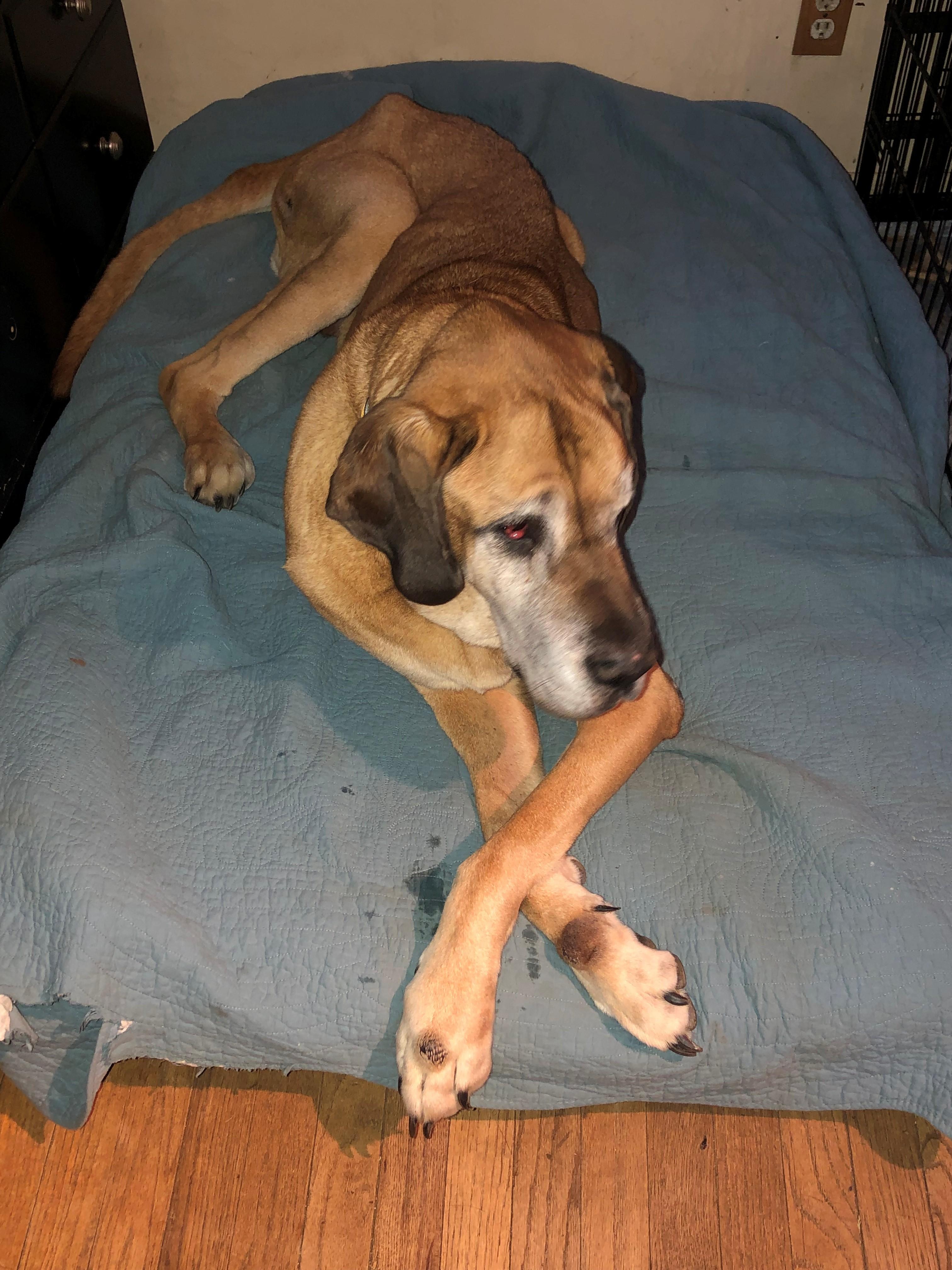 Enlarge Dozer, a Adoptable mixed breed in Oregon, IL image 4/4