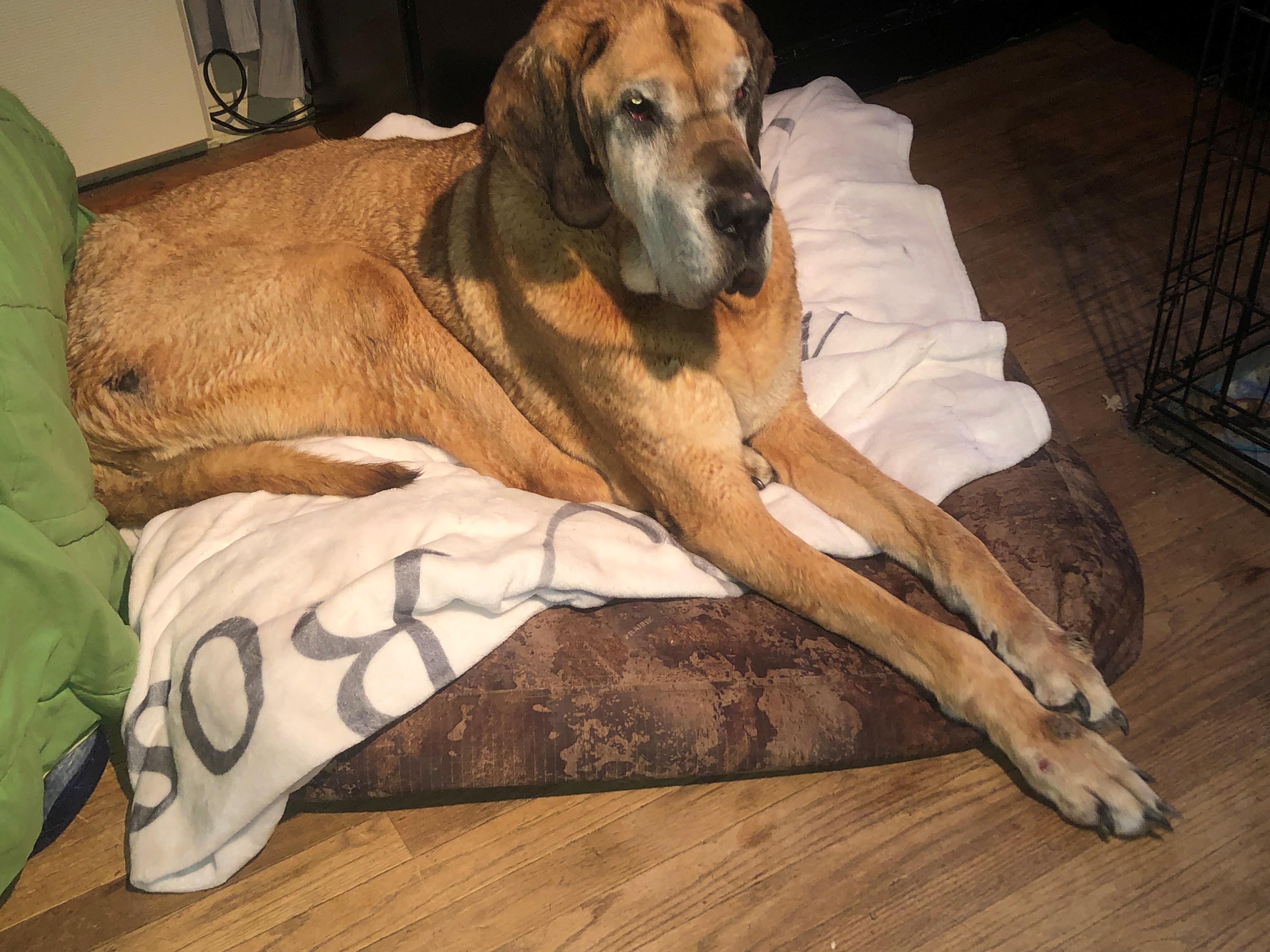 Enlarge Dozer, a Adoptable mixed breed in Oregon, IL image 1/4