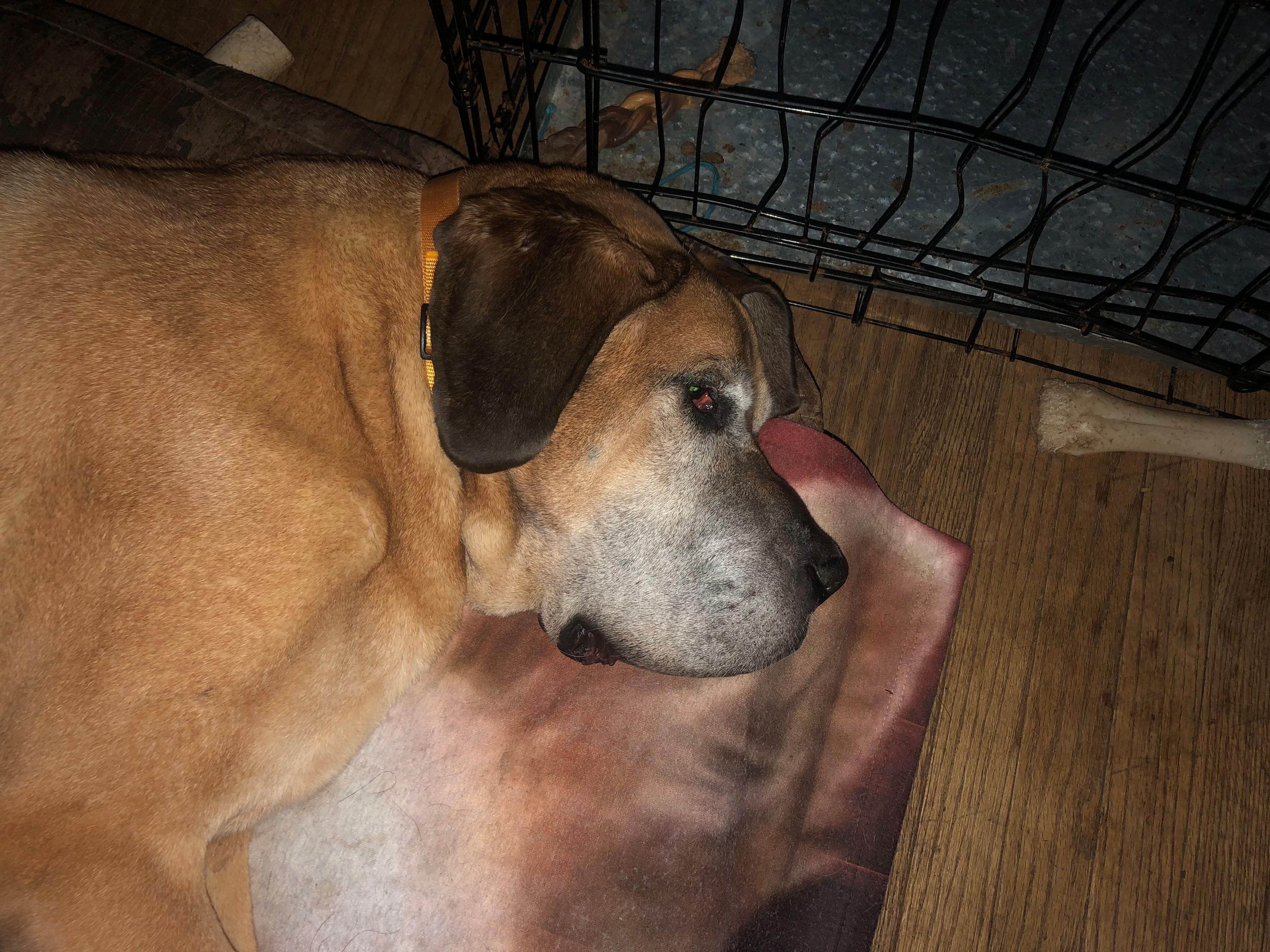 Enlarge Dozer, a Adoptable mixed breed in Oregon, IL image 3/4
